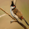 Red-whiskered bulbul Red-whiskered bulbul